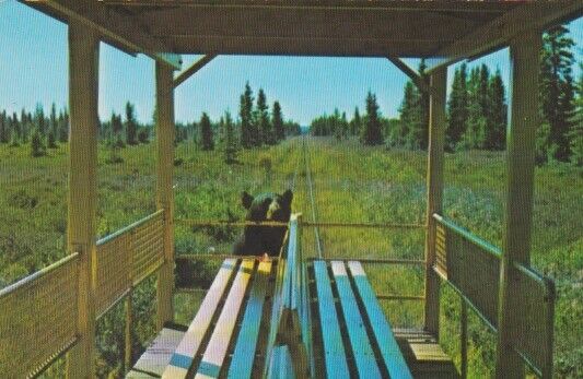 Toonerville Trolley - Old Postcard Photo